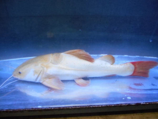 プラチナレッドテールキャット | 爬虫類・ペット・熱帯魚 買取のR2 