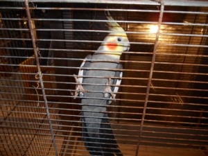 オカメインコ