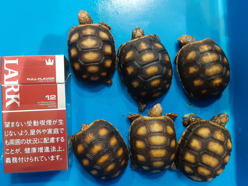 爬虫類 ペット 熱帯魚 買取のr2プロダクション
