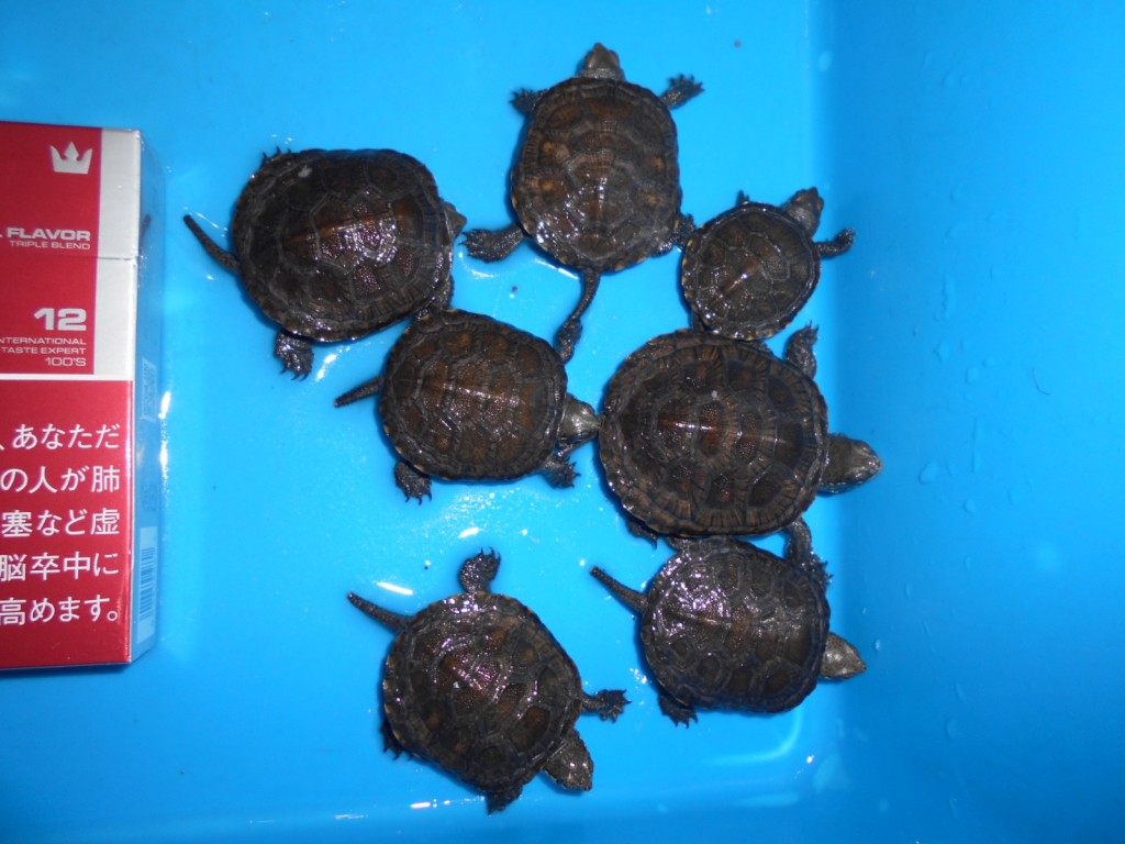 Dscn1300 爬虫類 ペット 熱帯魚 買取のr2プロダクション Dscn1300 爬虫類 ペット 熱帯魚 買取のr2プロダクション