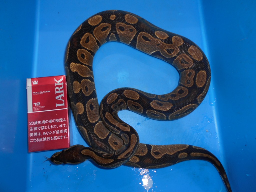 ボールパイソン【９，８００円/税別】