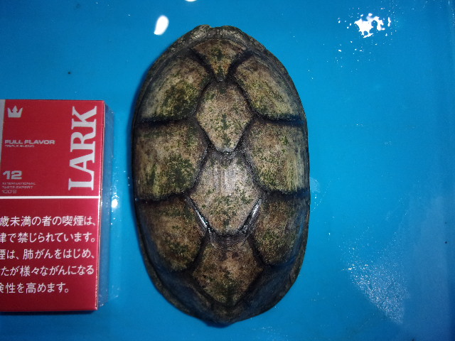 サソリドロガメ（オス）【２７，２８０円/税込】