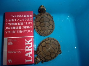 モンキヨコクビガメ【３，８２８円（税込）】