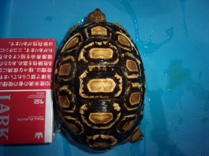 ヒョウモンリクガメ（メス）ヤング【２１，７８０円/税込】