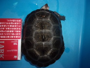 ダイヤモンドバックテラピン（ノーザン）メス【３２，７８０円/税込】