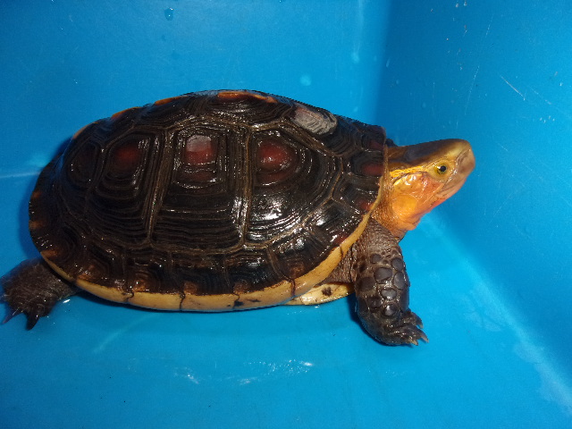 KODAK Digital Still Camera