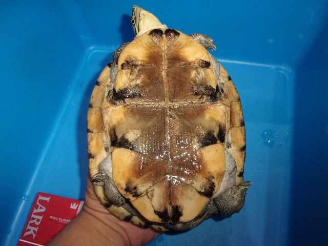 KODAK Digital Still Camera