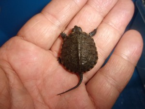 KODAK Digital Still Camera