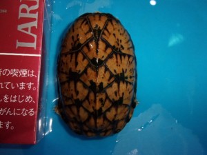 KODAK Digital Still Camera