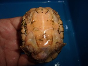 KODAK Digital Still Camera