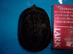 KODAK Digital Still Camera