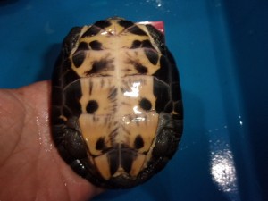 KODAK Digital Still Camera