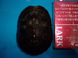 KODAK Digital Still Camera