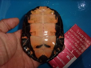 KODAK Digital Still Camera