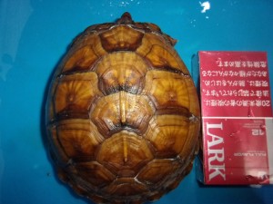 KODAK Digital Still Camera