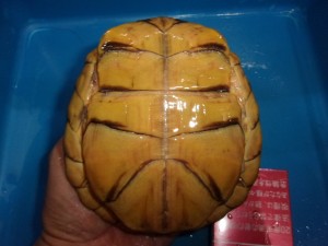 KODAK Digital Still Camera