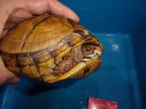 KODAK Digital Still Camera