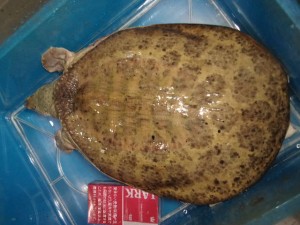 KODAK Digital Still Camera