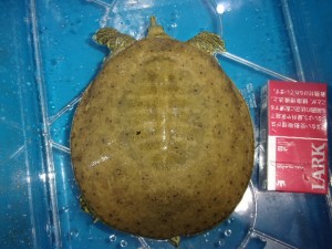 KODAK Digital Still Camera