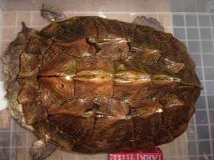 KODAK Digital Still Camera