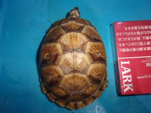 KODAK Digital Still Camera