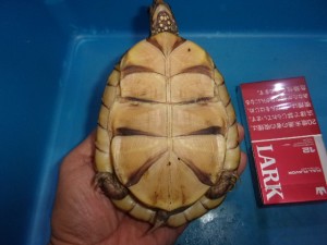 KODAK Digital Still Camera