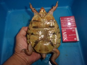 KODAK Digital Still Camera