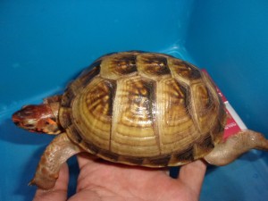 KODAK Digital Still Camera