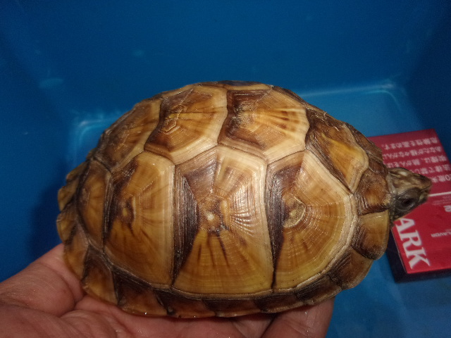 KODAK Digital Still Camera