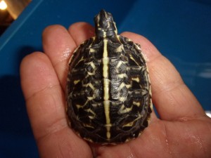 KODAK Digital Still Camera