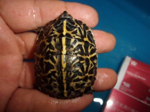 KODAK Digital Still Camera