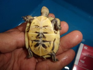 KODAK Digital Still Camera