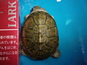 KODAK Digital Still Camera