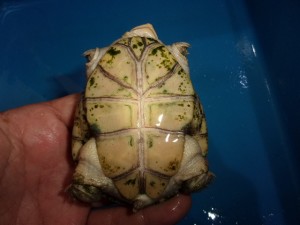 KODAK Digital Still Camera