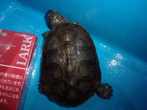 KODAK Digital Still Camera