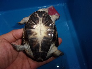 KODAK Digital Still Camera