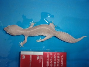 KODAK Digital Still Camera