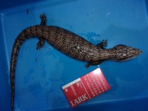 KODAK Digital Still Camera