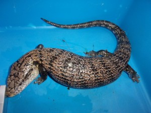 KODAK Digital Still Camera