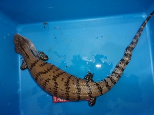 KODAK Digital Still Camera