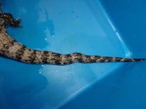 KODAK Digital Still Camera