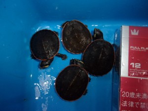 KODAK Digital Still Camera