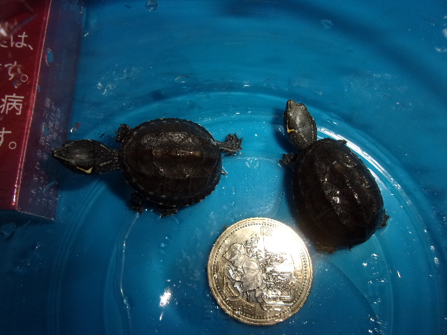 KODAK Digital Still Camera