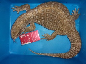 KODAK Digital Still Camera