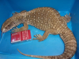 KODAK Digital Still Camera