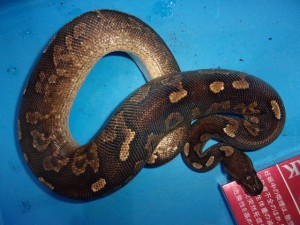 KODAK Digital Still Camera