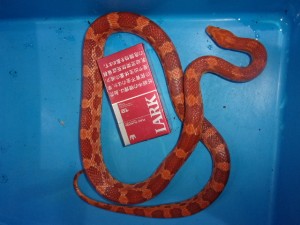 KODAK Digital Still Camera