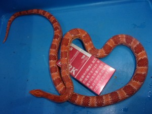 KODAK Digital Still Camera