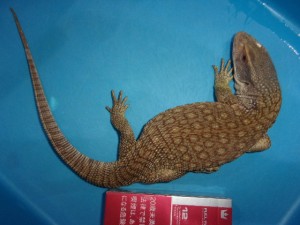 KODAK Digital Still Camera