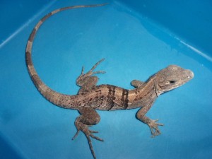 KODAK Digital Still Camera